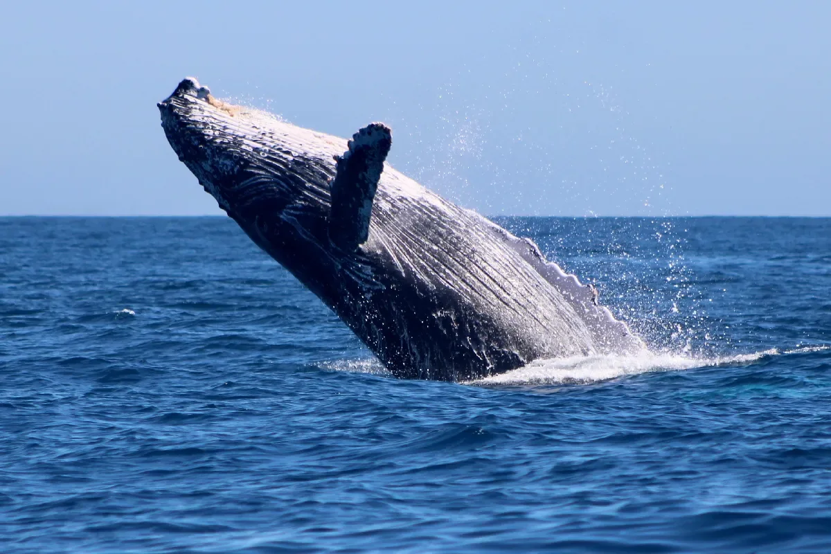 Humpback whale breaching off Cabo during whale season